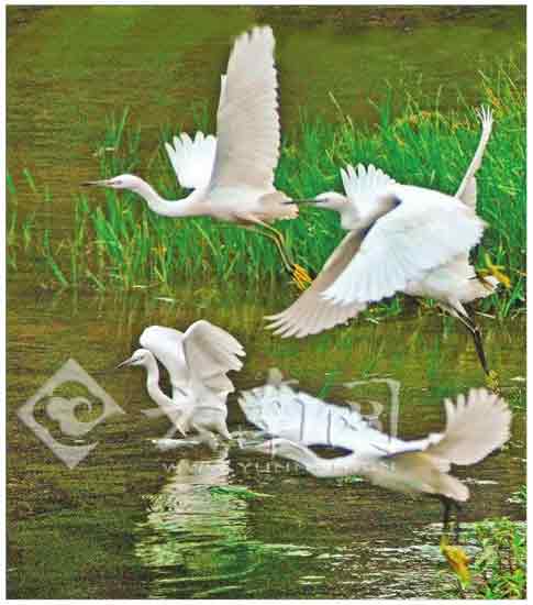 滇池湿地生态好转引鸟筑巢 鸟类品种达130余种