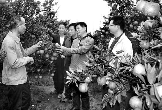 在市果树研究中心专家的扶持下,“汕优”蕉柑喜获丰收。本报记者 杜一方 摄
