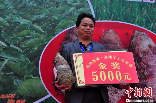广西荔浦评出5.15公斤芋王(组图)