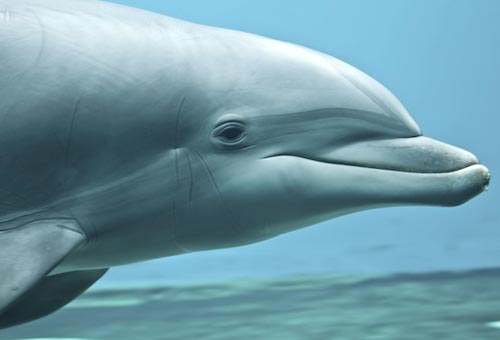 海豚独有听觉系统意外地在沙螽等昆虫身上发现