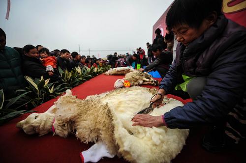 12月15日,参加者在活动上进行剪羊毛大赛.新华社记者徐昱摄