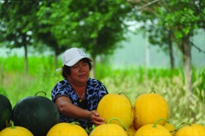 发挥西瓜产业优势 打造中国西瓜第一县(组图)