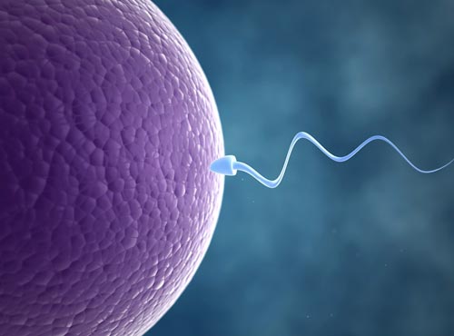 最新研究发现:男性精子长度影响生育能力