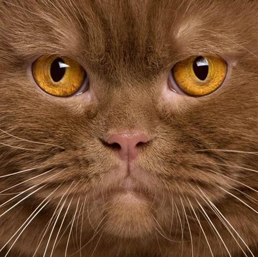 猫咪脸谱大合集 可爱百变无辜天然呆