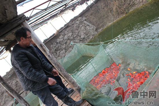 [淄博]马踏湖水质好了能养观赏鱼了 一天能卖一