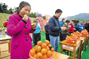 西林县举行沙糖桔交易会(图)