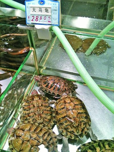 南京超市惊现巴西龟专家:不能替代老鳖汤滋补