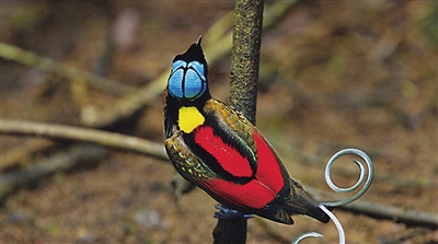 拉塞尔·华莱士所称地球上最奇特最美丽的鸟