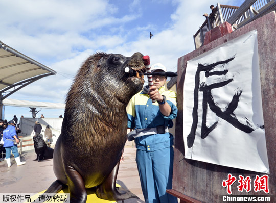 资料图：1月3日，日本横滨市金泽区水族馆内，一头海狮用嘴叼着毛笔，一笔一划地写出了“辰”字，意喻即将到来的壬辰龙年。