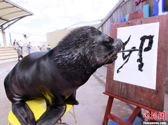 资料图：2011年1月3日，在日本横滨八景岛海岛乐园，八岁的海狮“狮子”在驯养员的指导下书写汉字“卯”迎接兔年的到来。新年到来之际，动物园的动物们为游客献上了精彩表演。