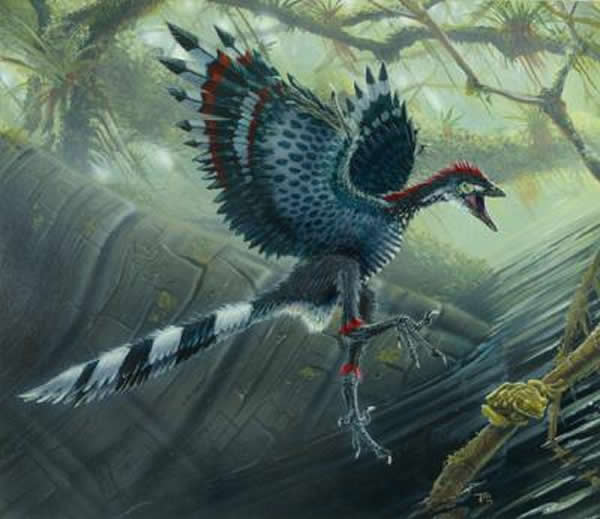 科学揭秘:始祖鸟和孔子鸟并不会飞\/图