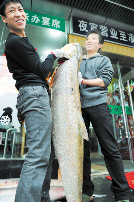 长沙惊现鲶鱼王 长1.5米重76斤捕于洞庭湖/图