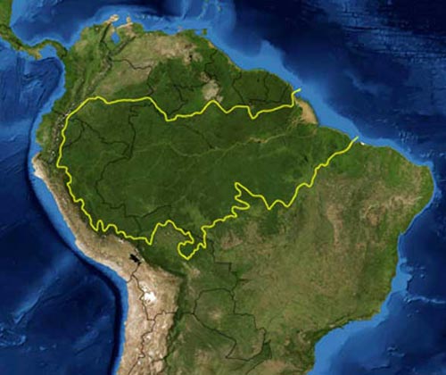 新研究称亚马逊森林采伐致微生物多样性丧失-