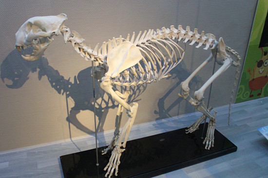华南虎骨骼标本