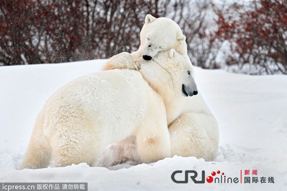 俄罗斯摄影师拍到两只北极熊组图高清相拥(诗句雪地)国画桃树和猴子的深情图片