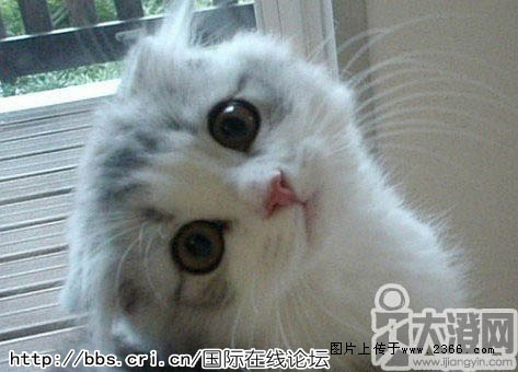 微博歪头吐舌狗表情_台词网
