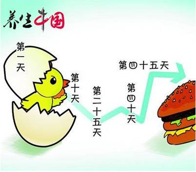 从地沟油到速成鸡:中国人该怎么吃(图)