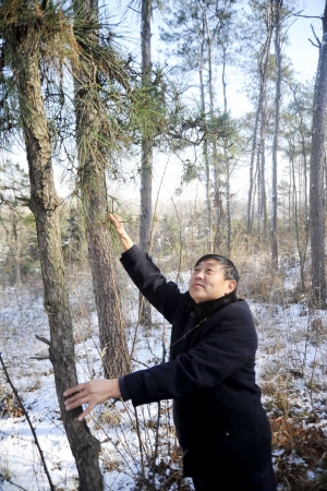 仪征林业专家在白羊山检查树木生长情况.