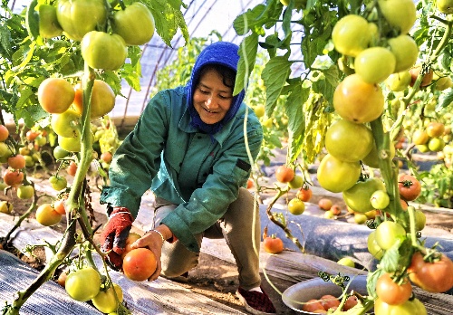 (经济)内蒙古巴彦淖尔:温室大棚果蔬丰收