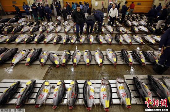 日本一金枪鱼拍卖上亿日元 创历史纪录(图)