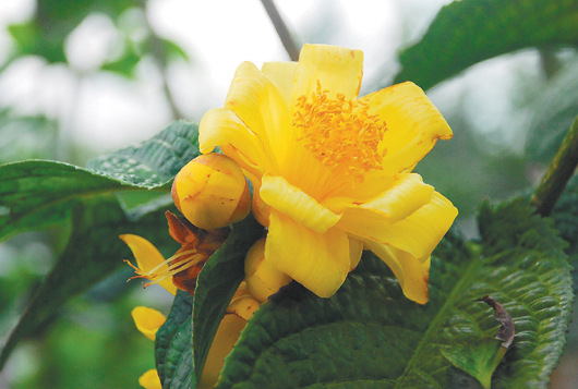 "越南抱茎茶"今年首度开花,黄色花色稀少,令人惊艳. 台湾《联合报》
