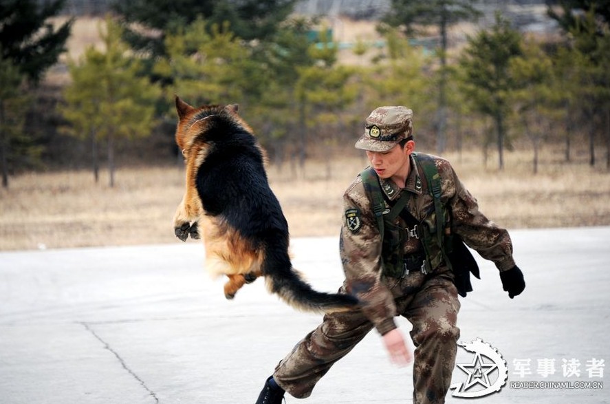军犬呼尔训练