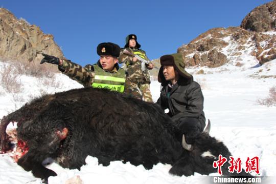 新疆生产建设兵团农六师北塔山牧场三连的牧民达列力7头牛被狼群咬死。边防民警保护牧民牲畜。　林建飞　摄