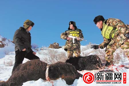 但30多只羊再次遭殃,牧羊犬中2只被咬死,4只不知所踪.