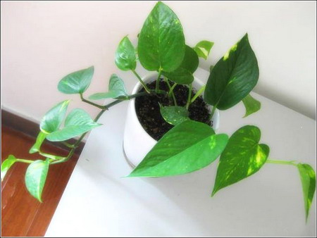 6款美观易养的室内植物 净化空气守护健康(组
