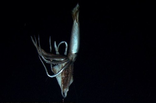 大王乌贼:日本首次拍摄大王乌贼 南极深海发现