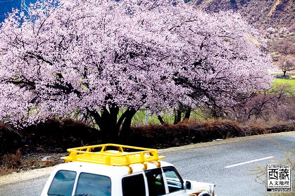 三月人在桃途 2013年西藏林芝桃花之旅招募