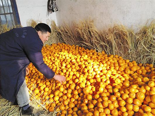 楚天都市报讯 图为：大量芦柑积压在果农家中