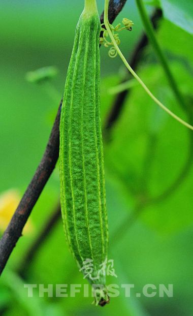 美肤养颜:10种美白蔬菜 让你白里透红(组图)