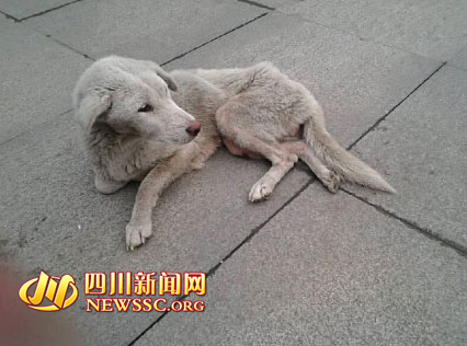 流浪狗被保洁员打断两腿 后被保安乱棍打死(图)