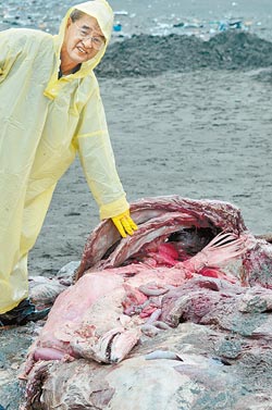 台湾成功大学海洋生物及鲸豚研究中心主任王建平和巨头鲸的尸体。图自台湾《中国时报》