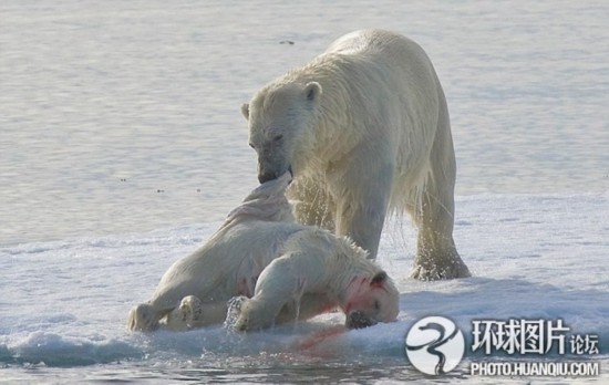 全球环境污染导致的心酸悲剧 北极熊残杀幼仔