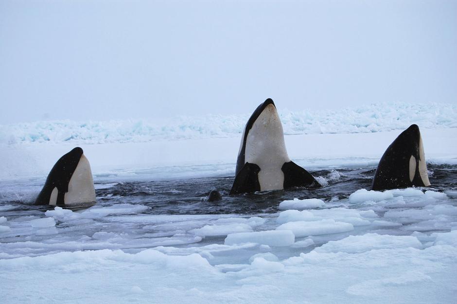 摄影师拍加拿大哈德逊湾虎鲸破冰换气[组图]