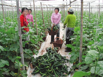 天向香港,澳门,广州等地麦当劳供应10吨左右的番茄,黄瓜.