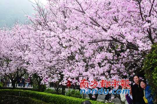 春节出境新黑马:台湾赏樱花 小众海岛度假(图)