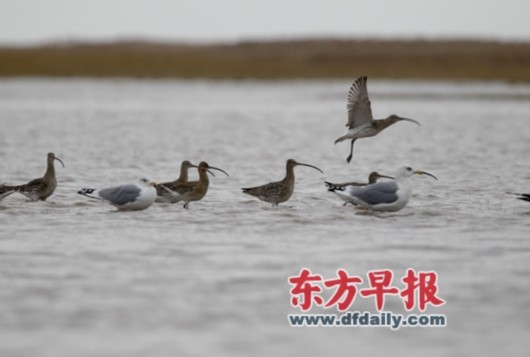 东滩鸟哨守护迁徙的鸟 候鸟"加油站"冬日暖意浓(组图)