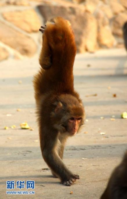 在山东省荣成市西霞口神雕山野生动物自然保护区里,猕猴豆豆在倒立