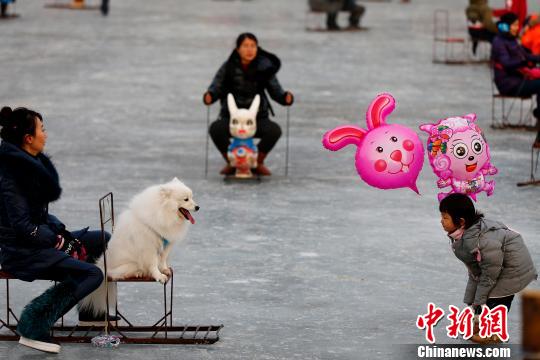 北京民众携爱犬滑冰车(图)