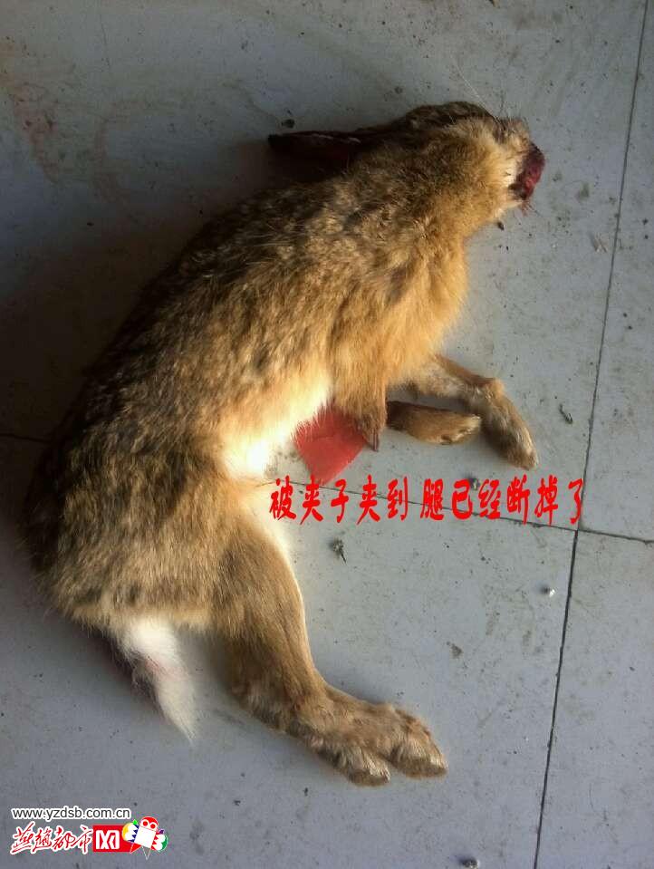 舌尖上的良知:淘宝网店兜售野生动物受质疑(组图)