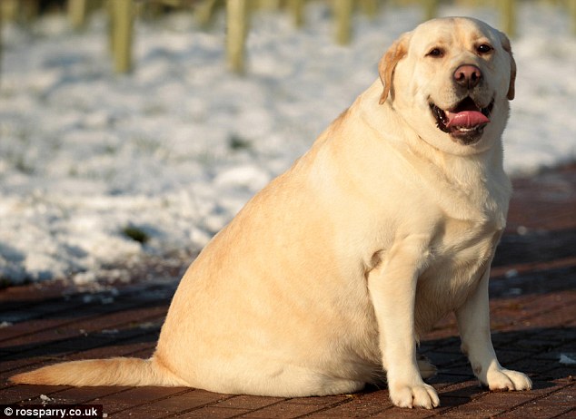 trust的一只拉布拉多猎犬由于体重严重超标,近日不得不接受严格的减肥