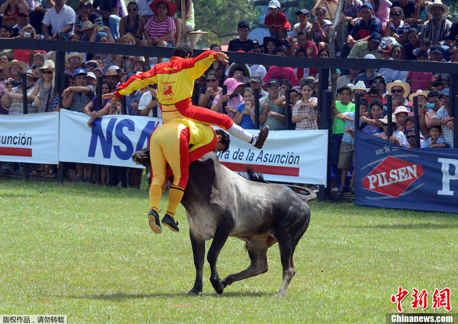 巴拉圭骑牛表演庆祝传统节日(高清组图)
