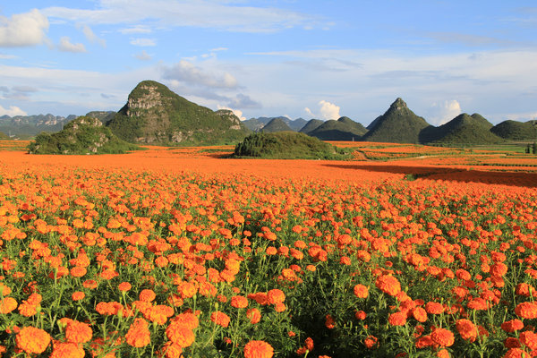 云南罗平油菜花文化旅游节将增设摄影节(组图