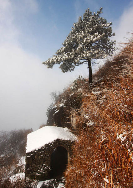 大雪压青松