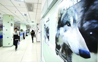 百度上海分公司,李彦宏呼吁的狼性文化海报
