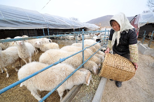(经济)(2)宁夏:小额担保贷款助力2.31万妇女创业