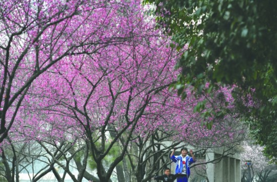 昨日,成都市万福桥附近锦江边,成片的红梅已经